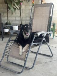 Lost Male Dog last seen Soto/Wabash, Los Ángeles, CA 90033