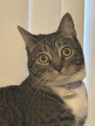 Reunited Female Cat last seen San Ramon Drive, River Oaks apmts, Oceanside, CA 92057