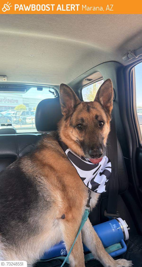 Found/Stray Male Dog last seen Marana AZ, Marana, AZ 85653
