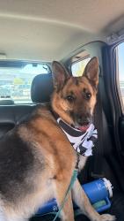 Found/Stray Male Dog last seen Marana AZ, Marana, AZ 85653