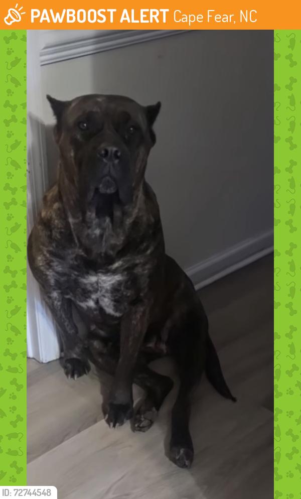 Found/Stray Female Dog last seen Turnbull rd, Cape Fear, NC 28312