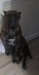 Found/Stray Female Dog last seen Turnbull rd, Cape Fear, NC 28312