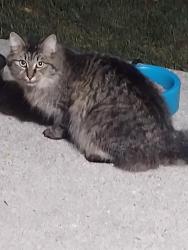 Found/Stray Unknown Cat last seen 9 Mile and Mack area in St Clair shores, St. Clair Shores, MI 48080