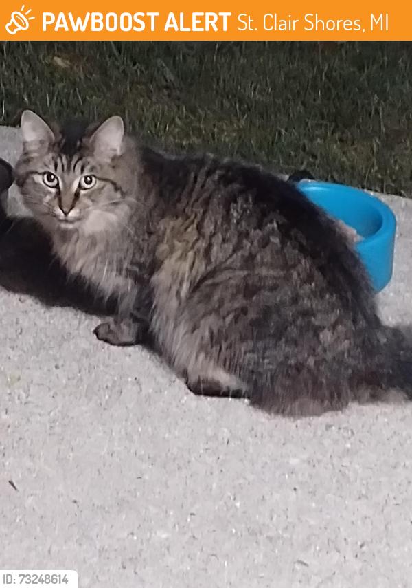 Found/Stray Unknown Cat last seen 9 Mile and Mack area in St Clair shores, St. Clair Shores, MI 48080