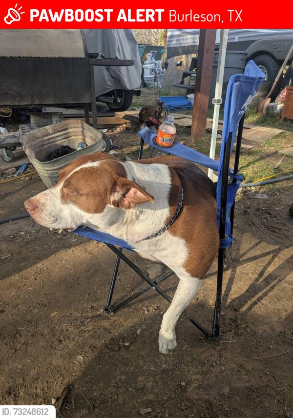 Lost Female Dog last seen Burleson retta rd and Rendon Rd and sunny lane, Burleson, TX 76028