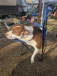 Lost Female Dog last seen Burleson retta rd and Rendon Rd and sunny lane, Burleson, TX 76028
