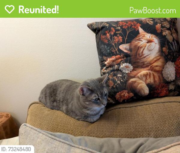 Reunited Female Cat last seen 20th/Millwood Santa Ana, Santa Ana, CA 92705