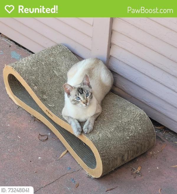 Reunited Female Cat last seen Holway & Seminary, Oakland, CA 94621