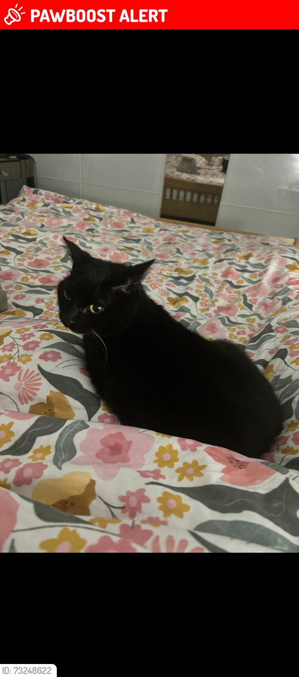 Lost Female Cat last seen Bransbury park, Portsmouth, England PO4 9JJ