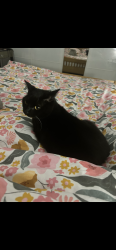 Lost Female Cat last seen Bransbury park, Portsmouth, England PO4 9JJ