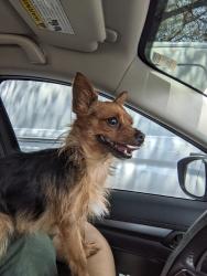 Lost Female Dog last seen Near Powderhouse Drive, San Antonio, TX 78239, San Antonio, TX 78239