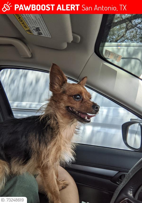 Lost Female Dog last seen Near Powderhouse Drive, San Antonio, TX 78239, San Antonio, TX 78239