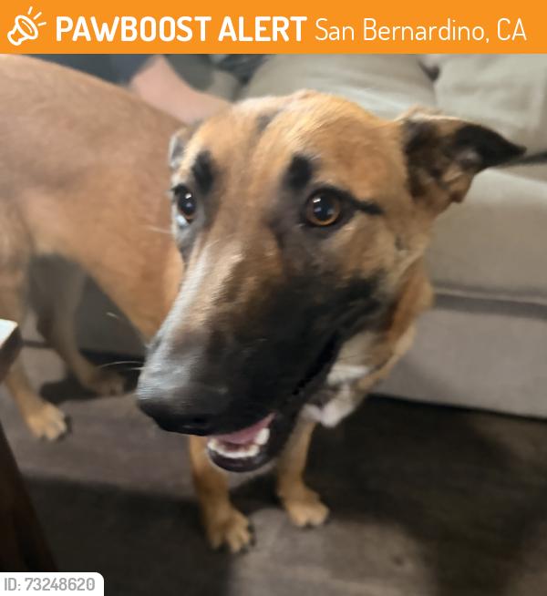 Found/Stray Female Dog last seen Valencia Ave and 39th st, San Bernardino, CA 92404