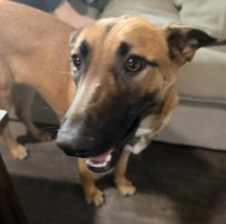 Found/Stray Female Dog last seen Valencia Ave and 39th st, San Bernardino, CA 92404