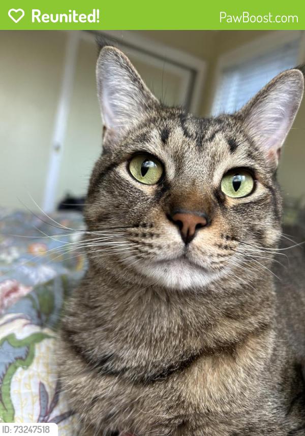 Reunited Male Cat last seen Ramona drive, Pleasant Hill, CA 94523