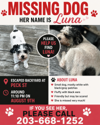Reunited Female Dog last seen Corner of Peck Street and Blatchey Ave, New Haven, CT 06513