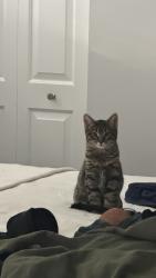 Lost Male Cat last seen last seen by golden mart or the liquor store across from it, Elgin, IL 60120