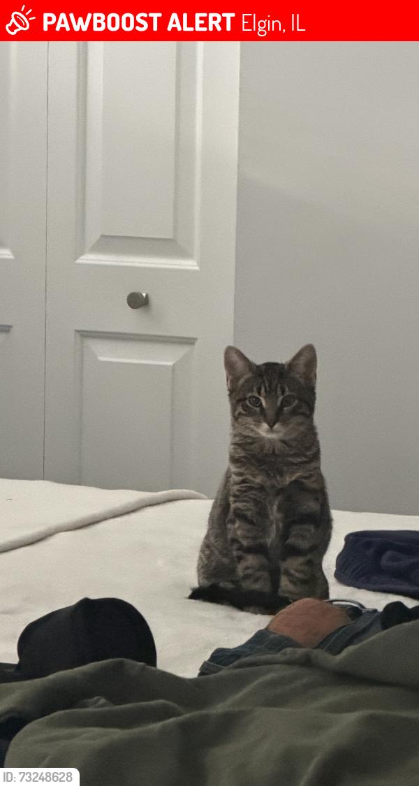 Lost Male Cat last seen last seen by golden mart or the liquor store across from it, Elgin, IL 60120