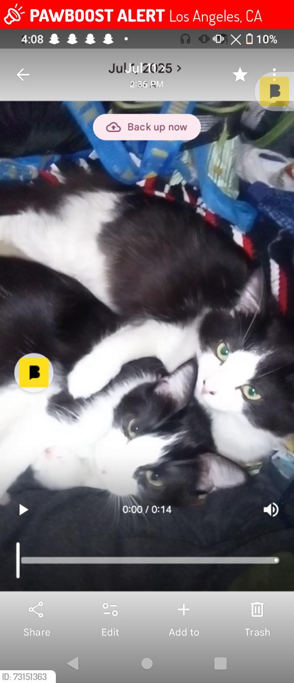 Lost Male Cat last seen Erwin and sepulceda, Los Angeles, CA 91411