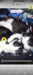 Lost Male Cat last seen Erwin and sepulceda, Los Angeles, CA 91411