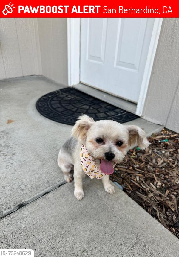 Lost Male Dog last seen My Vernon, San Bernardino, CA 92410