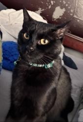 Reunited Female Cat last seen Near Lakeview Dr, Victorville, CA 92395, USA, Victorville, CA 92395