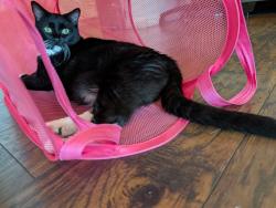 Lost Female Cat last seen Taft and Wildwood, Villa Park, CA 92861