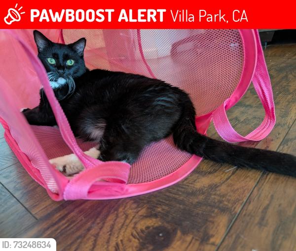 Lost Female Cat last seen Taft and Wildwood, Villa Park, CA 92861