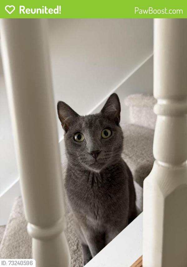 Reunited Male Cat last seen Near Cadence Ct, Fort Myers, FL 33913, USA, Fort Myers, FL 33913