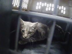Shelter Stray Male Cat last seen CHARLOTTE, 8315 Byrum Dr, Charlotte, NC 28217, USA