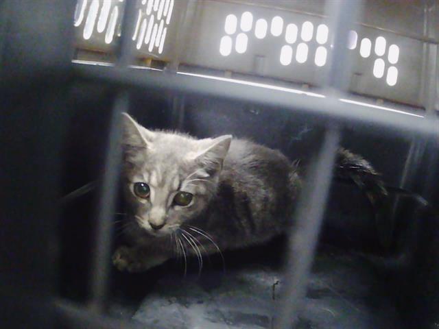 Shelter Stray Male Cat last seen CHARLOTTE, 8315 Byrum Dr, Charlotte, NC 28217, USA