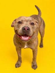 Shelter Stray Male Dog last seen , 2020 Forest St, Jacksonville, FL 32204, USA