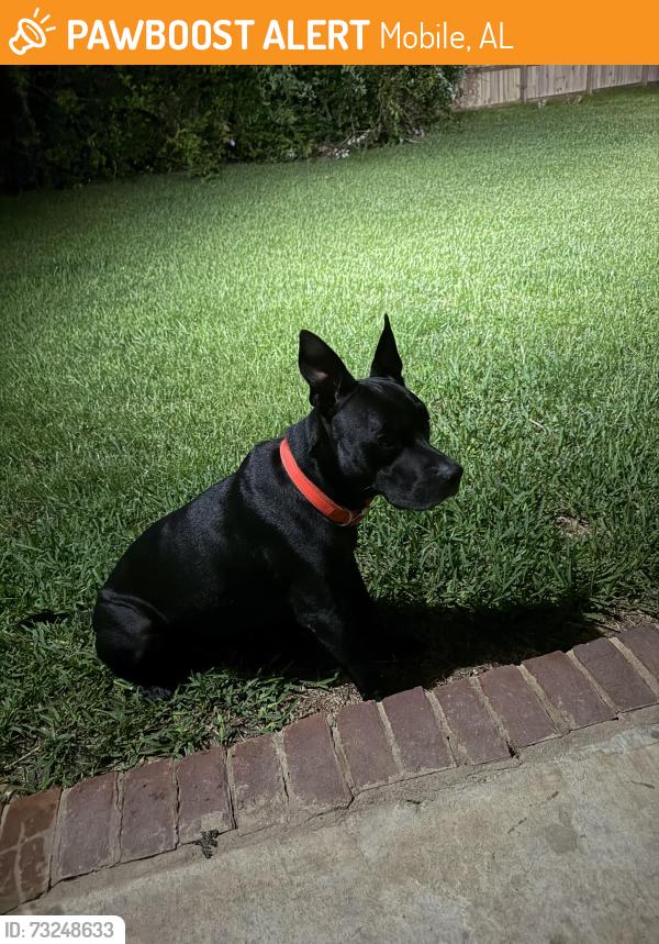 Found/Stray Male Dog last seen Near Maryknoll Place off Hillcrest, Mobile, AL 36609