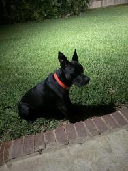 Found/Stray Male Dog last seen Near Maryknoll Place off Hillcrest, Mobile, AL 36609