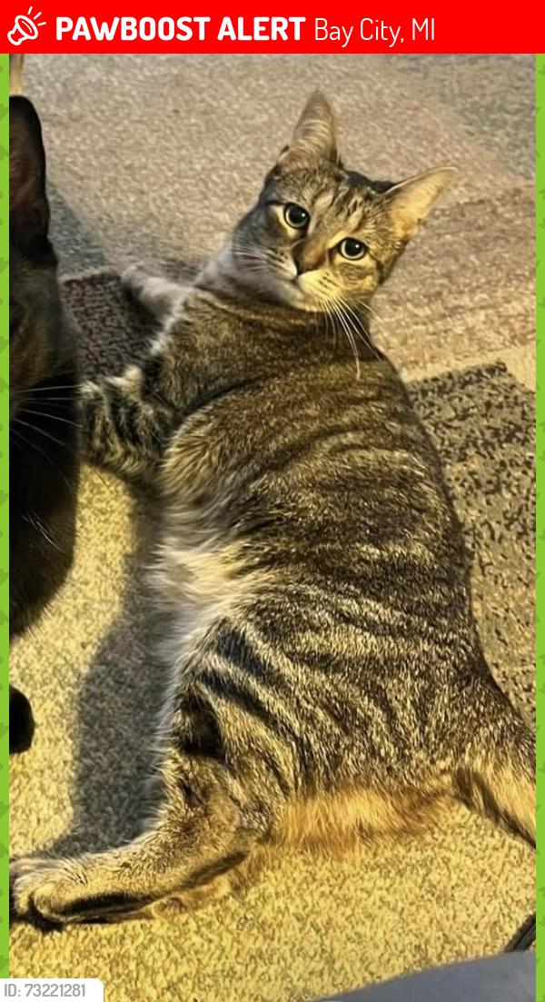 Lost Female Cat last seen Madison , Garfield, Jefferson 14th st, Bay City, MI 48708
