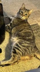 Lost Female Cat last seen Madison , Garfield, Jefferson 14th st, Bay City, MI 48708