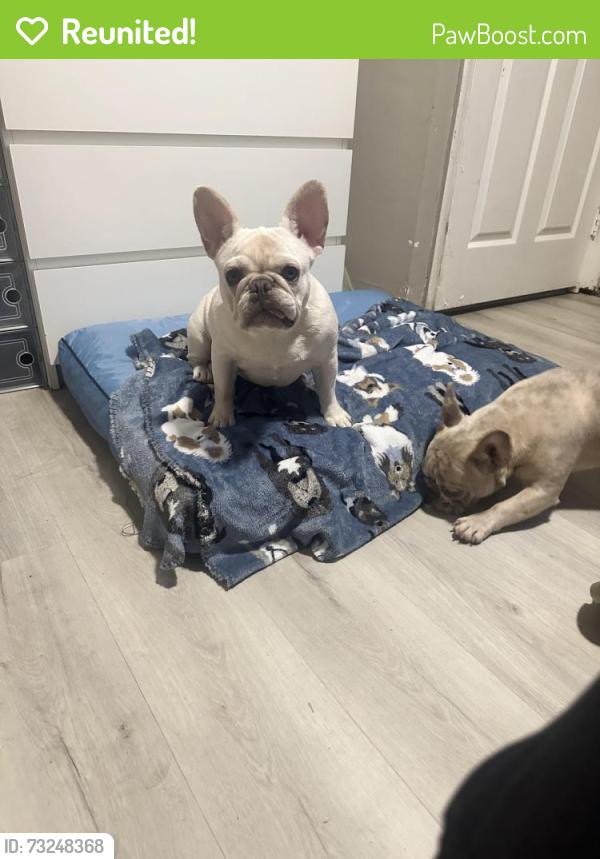 Reunited Female Dog last seen CEDAR ST, San Bernardino, CA 92404