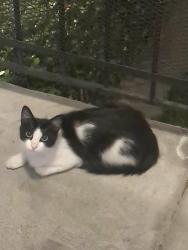 Found/Stray Female Cat last seen E Reed Street and S 9th Street, San Jose, CA 95112