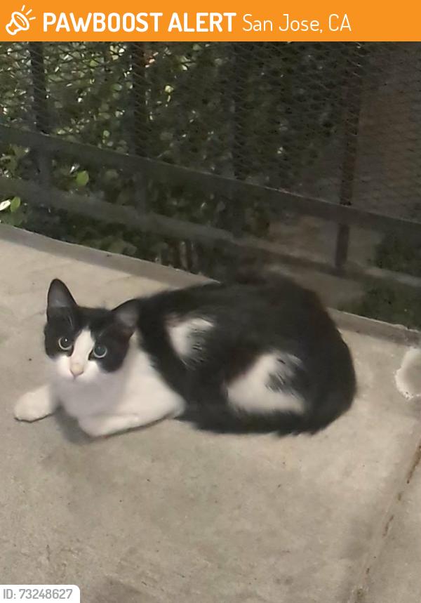 Found/Stray Female Cat last seen E Reed Street and S 9th Street, San Jose, CA 95112