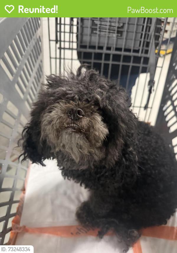 Reunited Female Dog last seen Winco foods, Pomona, CA 91766