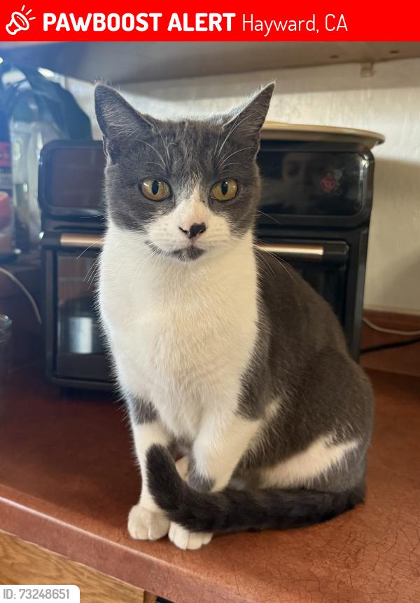 Lost Female Cat last seen Bahama Ave, Hayward, CA 94545