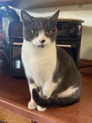 Lost Female Cat last seen Bahama Ave, Hayward, CA 94545