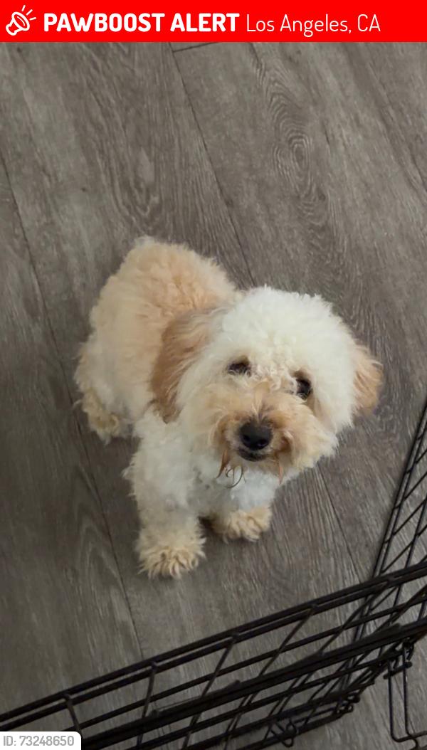 Lost Female Dog last seen Coliseum St, Los Angeles, CA 90016