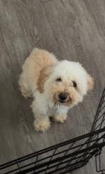 Lost Female Dog last seen Coliseum St, Los Angeles, CA 90016