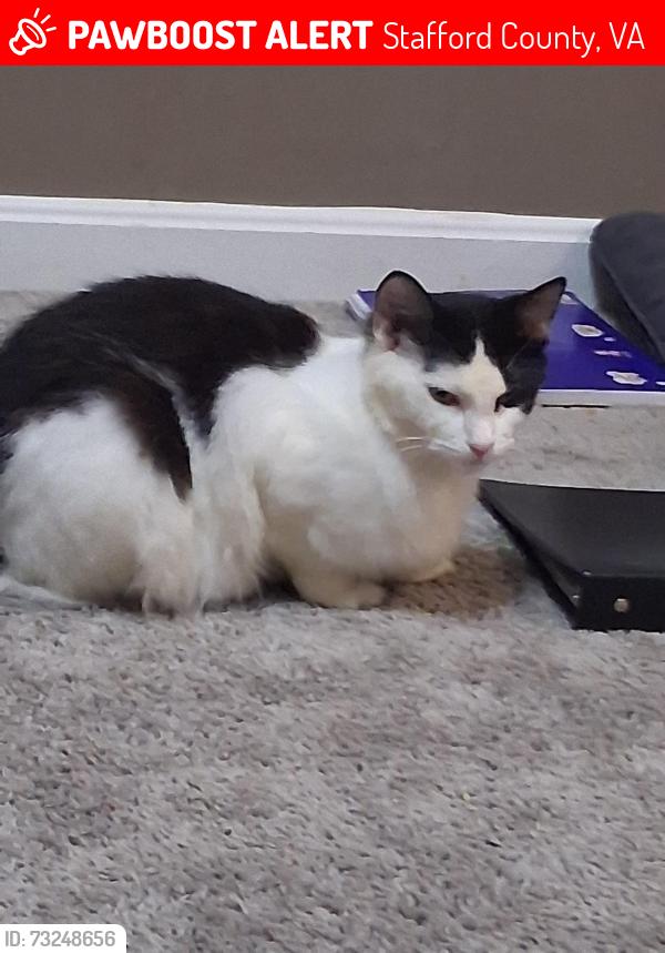 Lost Female Cat last seen Hampton Park rd, Stafford County, VA 22554