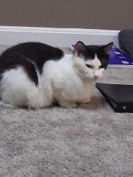 Lost Female Cat last seen Hampton Park rd, Stafford County, VA 22554