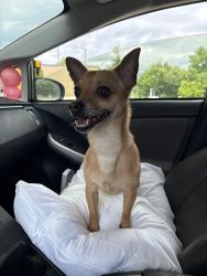 Lost Male Dog last seen Huntington Chase Dr., Asheville, NC 28805