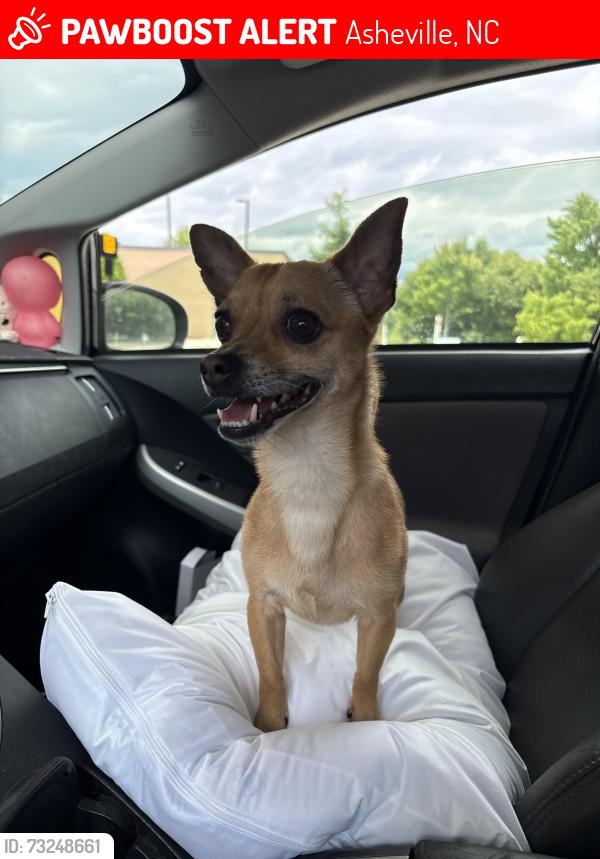 Lost Male Dog last seen Huntington Chase Dr., Asheville, NC 28805