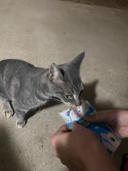 Found/Stray Female Cat last seen Julian Ave and caraway street, Lakeside, CA 92040