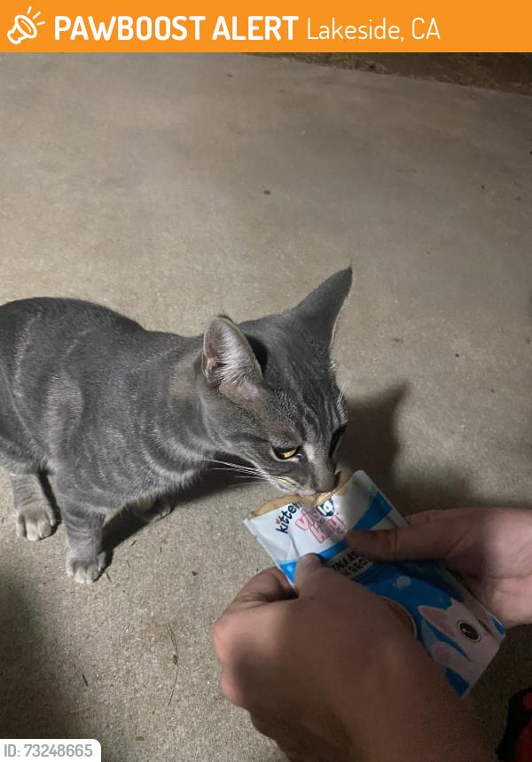 Found/Stray Female Cat last seen Julian Ave and caraway street, Lakeside, CA 92040